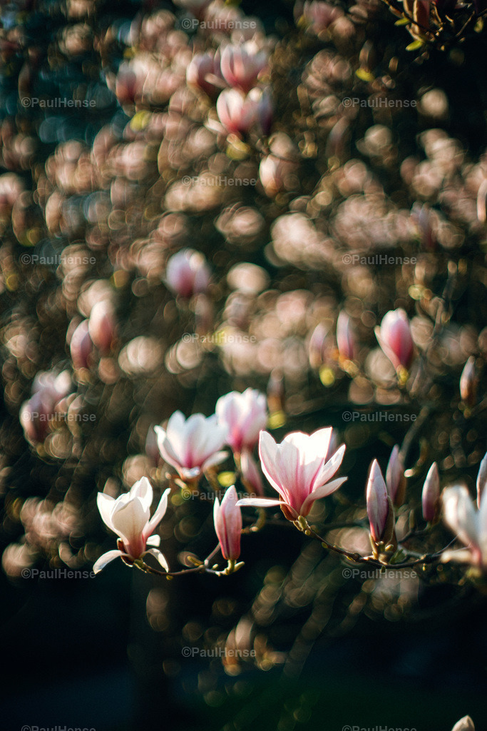 20220324_PaulHense_S0036_DSC03525 | paulhense - Realisiert mit Pictrs.com