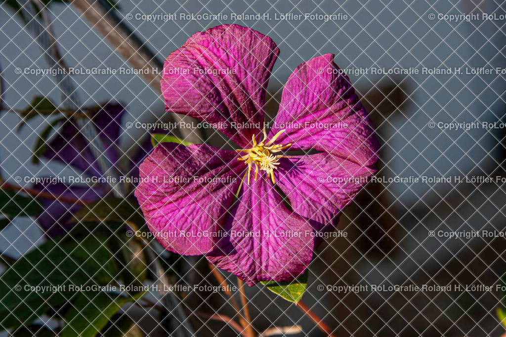 Italienische Waldrebe_Clematis viticella L._Familie-Ranunculaceae | Italienische Waldrebe Clematis viticella L. Aus der Familie der Ranunculaceae - Realisiert mit Pictrs.com