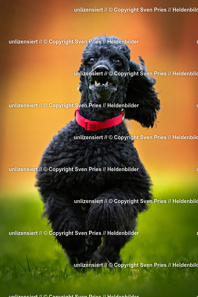 Sven Pries | 2025-09-21 - Hunderennen Baden-Oos - Realisiert mit Pictrs.com