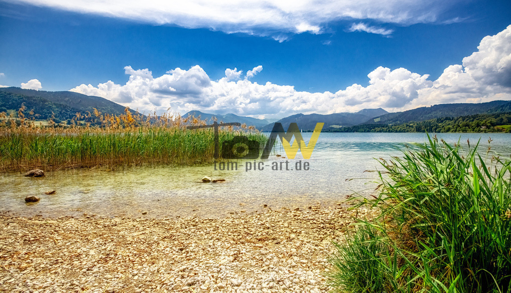 Blick auf das Ufer des Tegernsee--Schilf und blauer Himmel | Das Bild zeigt den Tegernsee, einen See in den Bayerischen Alpen, etwa 50 Kilometer südlich von München. Der See liegt im Landkreis Miesbach im Bayerischen Oberland. Er gehört zu den saubersten Seen Bayerns, da bereits in den 1960er Jahren eine durchgängige Ringkanalisation um den See geschaffen wurde. Die Ufer des Sees sind größtenteils öffentlich zugänglich und an vielen Stellen intensiv mit Schilf bewachsen. Der See ist Eigentum des Freistaates Bayern und dient auch der Trinkwasserversorgung Münchens.  - Realisiert mit Pictrs.com
