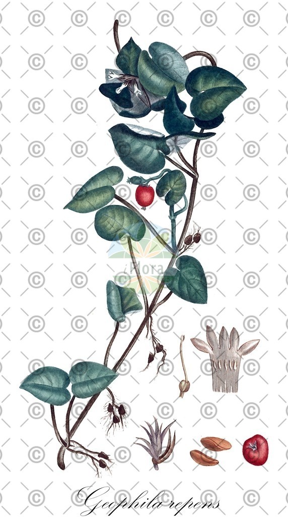 HistAbb_wfo-0000011845_1_SIMPLE | Historische Abbildung von Geophila repens - Rubiaceae | Historical Illustration of Geophila repens - Rubiaceae