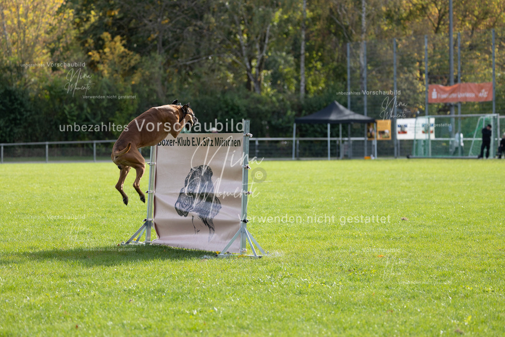 _16A6603 | Einzigartige Fotos von Hunden & Menschen –Actionfotos, Portraits, Vereinsaufnahmen & Paarshootings – authentisch, lebendig & mit Herz.
