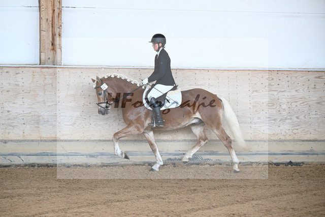 Kat-Nr. 1 Andiamore PBS v. Amore Mio_Schauermann_43250273 | hf-fotografie - Realized with Pictrs.com