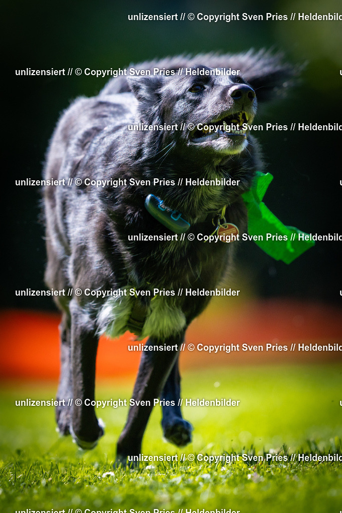 Sven Pries | 2025-08-10 - Hunderennen Durlach - Realisiert mit Pictrs.com