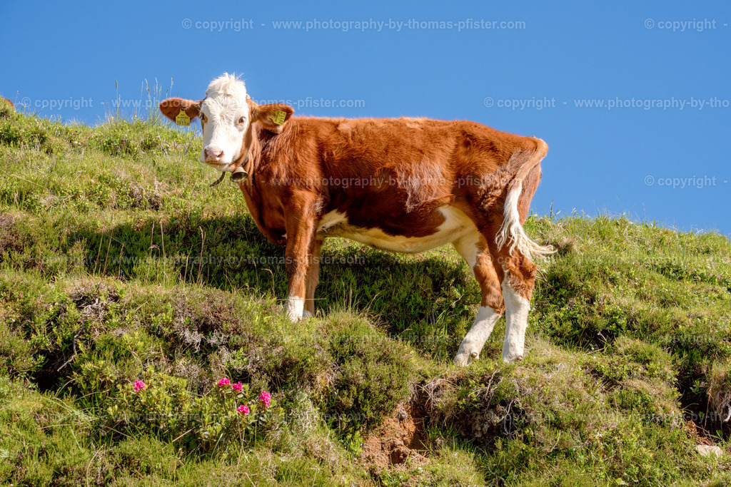 Kuh im Sommer copyright  Thomas Pfister-1 | PHOTOGRAPHY BY THOMAS PFISTER