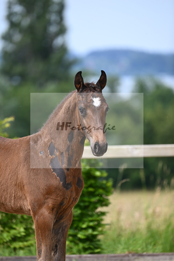 Chubakko x For Keeps_HF_Zuchthof Meindl_19240167 | hf-fotografie - Realisiert mit Pictrs.com