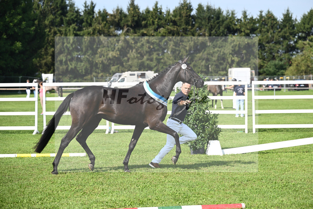 Kat-Nr. 12 Black Besinda H.S_13 | hf-fotografie - Realisiert mit Pictrs.com