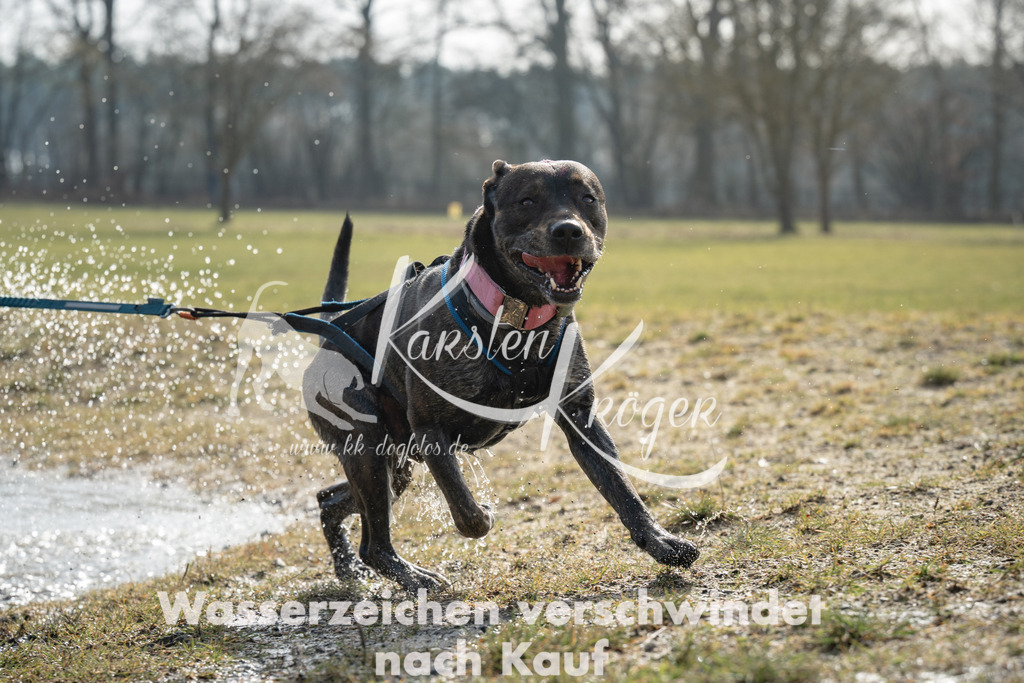 1238_ZZ91316 | kk-dogfotos