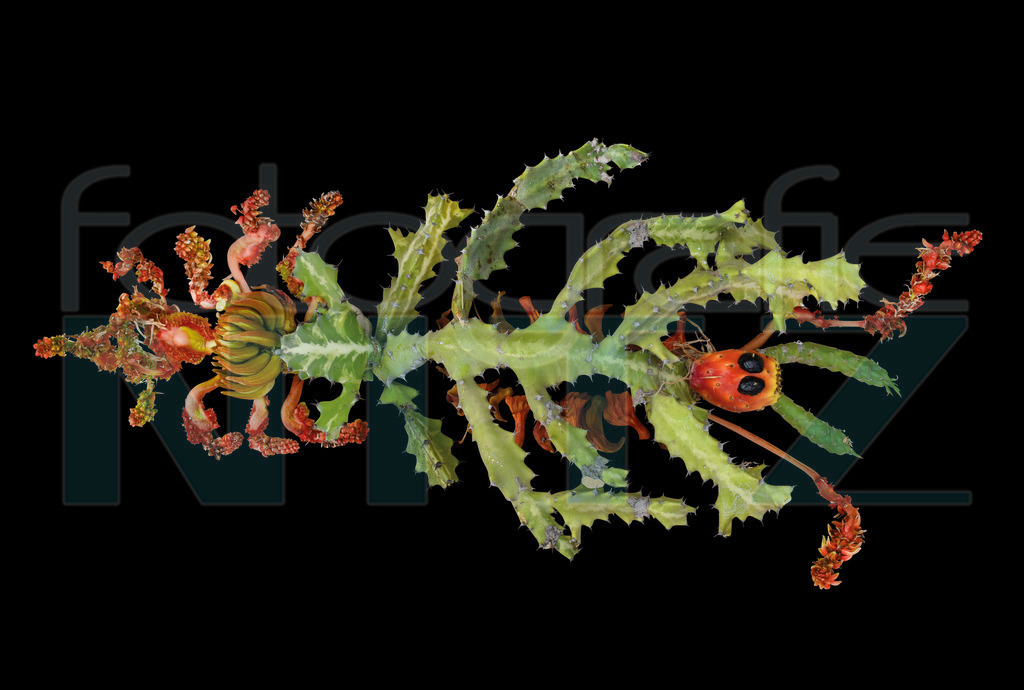 52 | Nitz Fotografie aus Montabaur bietet Ihnen hier die Möglichkeit Bilder auszusuchen und zu bestellen. 