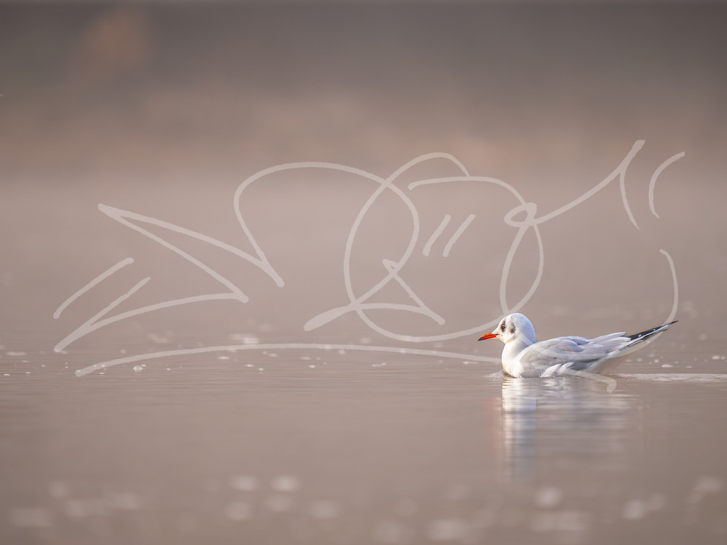 Möwe im Nebel2 | Naturschönheiten aus Deutschland. Pflanzen und Tiere, Insekten und Naturschauspiele. Alle schönen Details, die uns umgeben, fotografiert von Michi Moc.  - Realisiert mit Pictrs.com