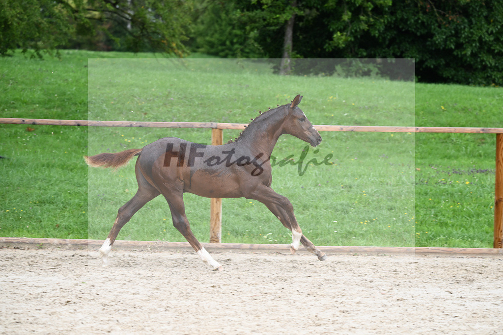 Kat-Nr. 16 SF Flashbang_Fischer_25230328 | hf-fotografie - Realisiert mit Pictrs.com