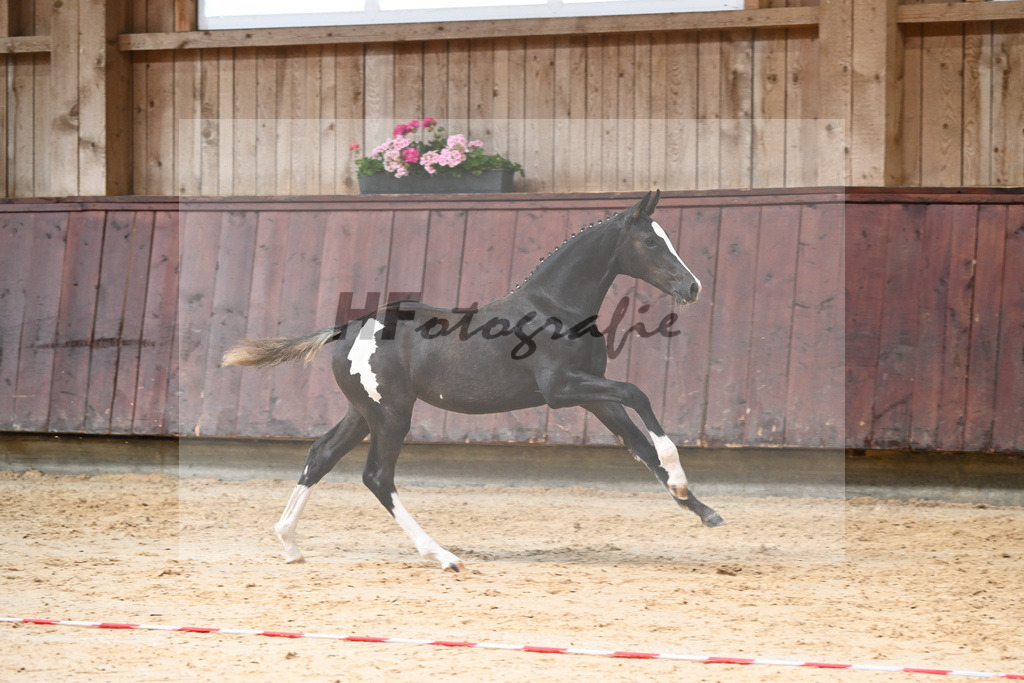 Kat-Nr. 10 HF Jameson RS2_Gestuet Greim_26230187 | hf-fotografie - Realizzato con Pictrs.com