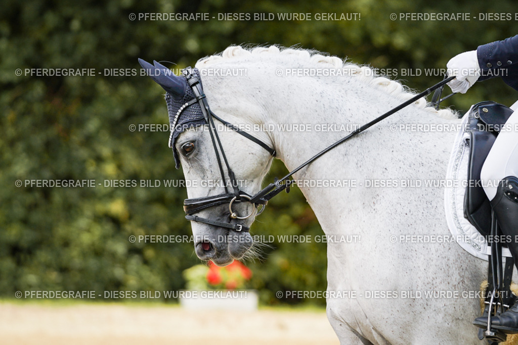 DSC02536 | Pferdegrafie