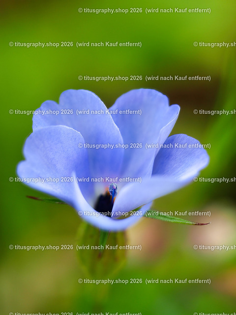 titusgraphy_P7173236-vz-ln | titusgraphy-shop: Geschenkideen mit Qualitätsfotos. titusgraphy-shop: gift ideas with quality photos. titusgraphy-shop: idées cadeaux avec photos de qualité.  - Realisiert mit Pictrs.com