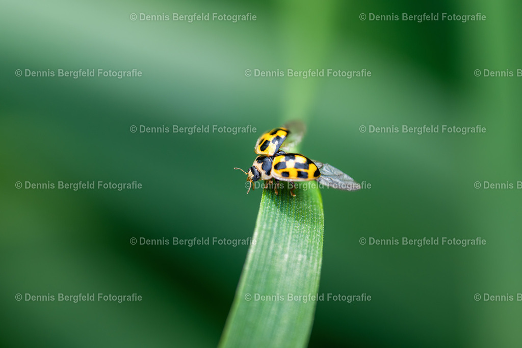 Marienkäfer 10 | Entdecken Sie Natur, Makro und Tierfotografie von Dennis Bergfeld.Besondere Momente und Details der Natur, hochwertig als Foto und Wandbild erhältlich. - Realisiert mit Pictrs.com