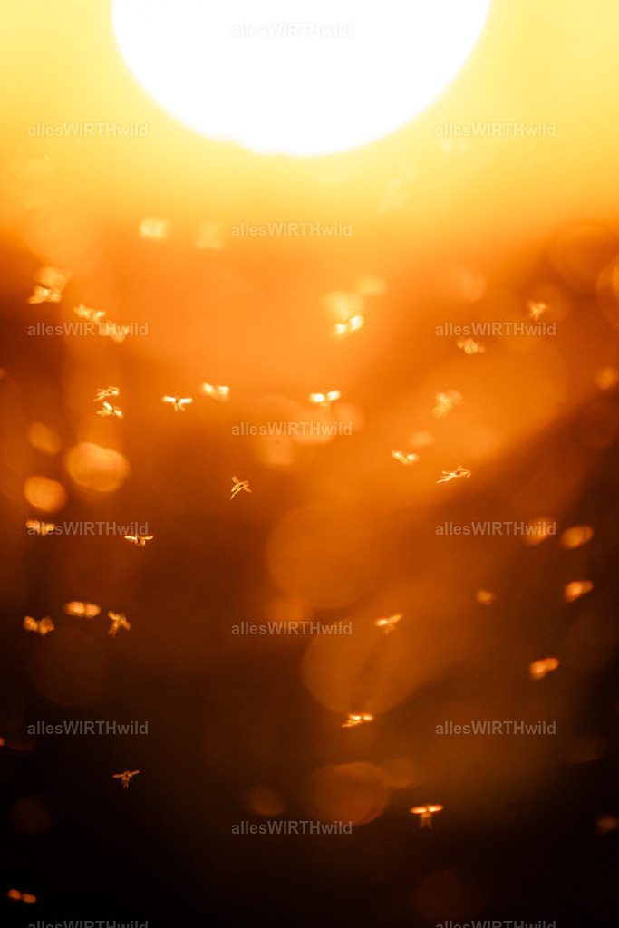 allesWIRTHgut Tierfotografie - 7IV01066 | Entdecke die faszinierende Welt der Natur- und Wildlife-Fotografie von Daniel und Bärbel. Inspirierende Bilder von wilden Tieren und kleinen Naturwundern.