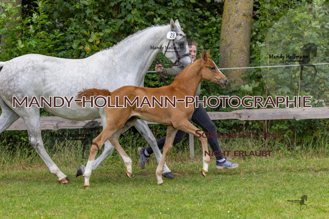 _MG_2654 | mandyhollmannphotographie