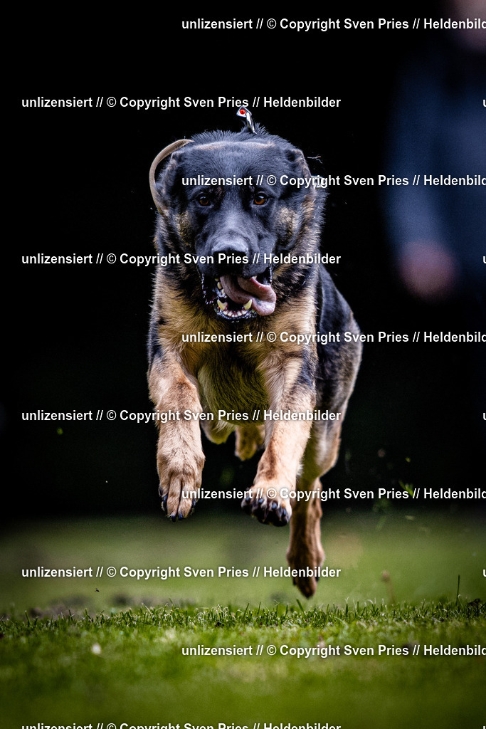 Sven Pries | 2025-10-03 - Hunderennen Obergrombach - Realisiert mit Pictrs.com