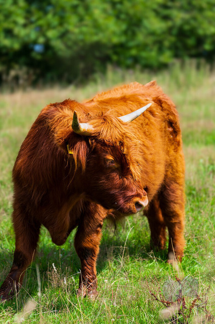 Tierportrais | Shop für Prints Landschaftsfotografie Sächsische Schweiz Naturfotografie in Thüringen Fotos vom Findlingspark Nochten Kloster Sankt Marienstern Bilder Festung Königstein PanoramaRhododendronpark Kromlau FotogalerSchleswig-Holstein Küstenlandschaften