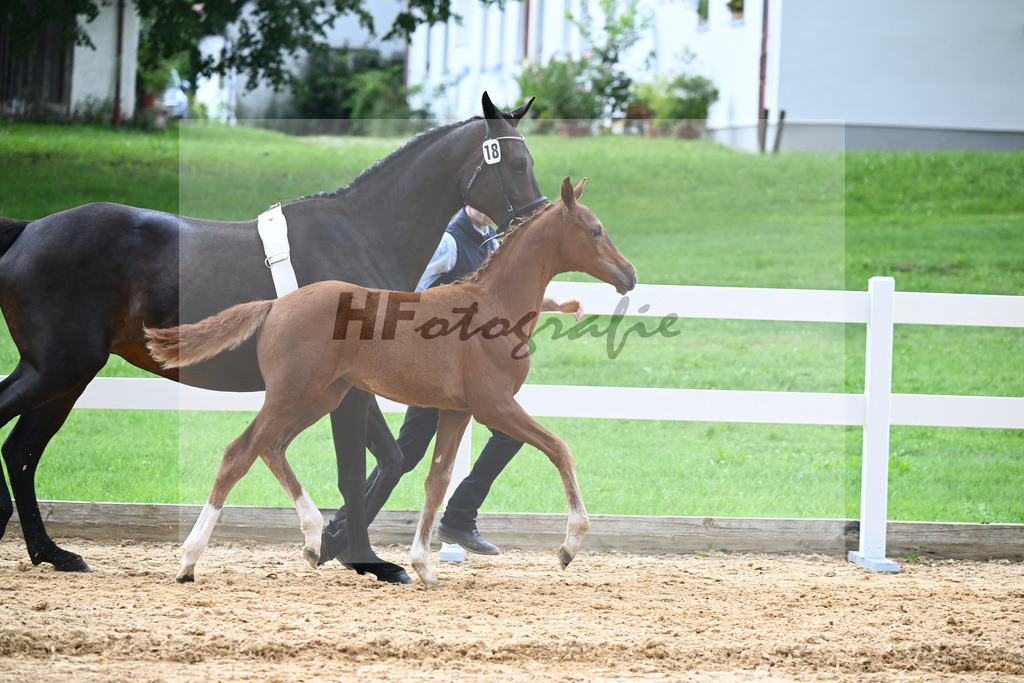 Kat-Nr. 18 Valenziano x Bossanova_HLG Schwaiganger_27140612 | hf-fotografie - Realisiert mit Pictrs.com