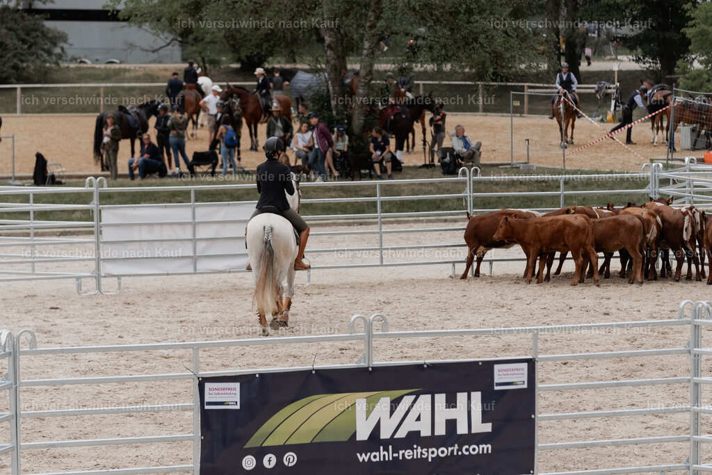 WE__Stoib_Rinder_PI2025_3099 | Pferd International München 2025