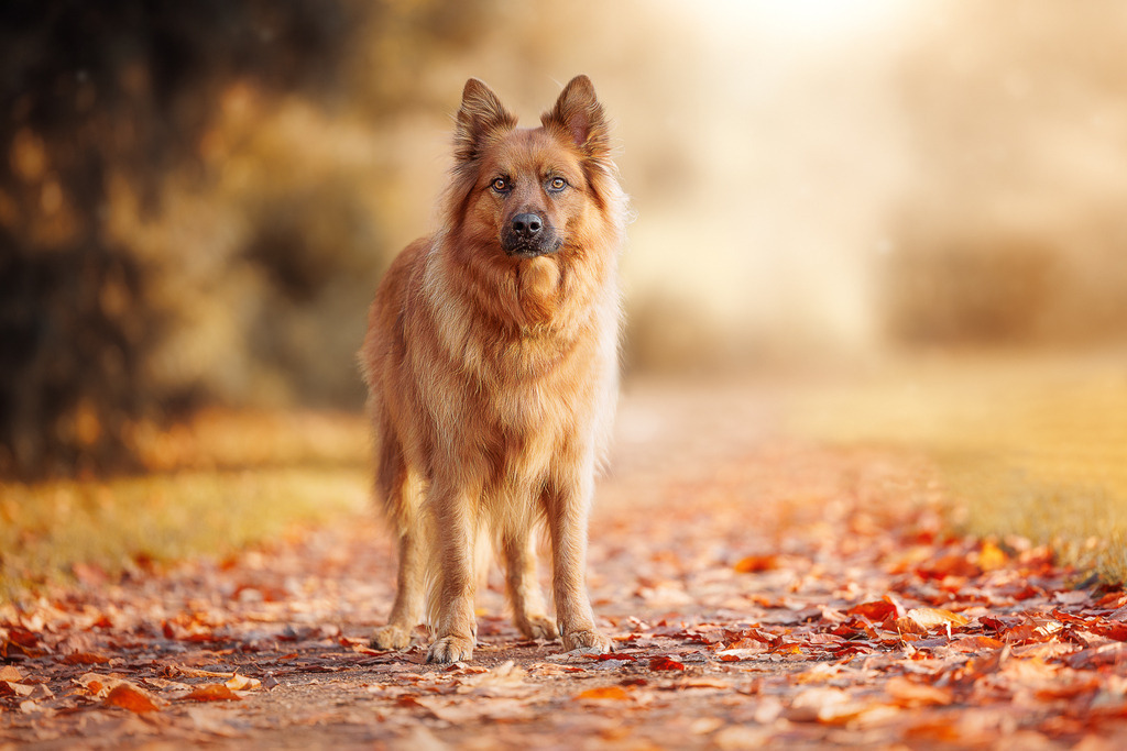 Hundefotografie in der Natur Outdoor | Hundefotografie Herbst Look Hundefotografie Bremen Blumenthal und um zu 