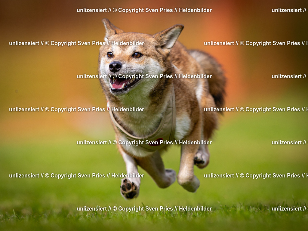 Sven Pries | 2024-09-22 - Hunderennen Baden-BadenPudelverein - Realisiert mit Pictrs.com