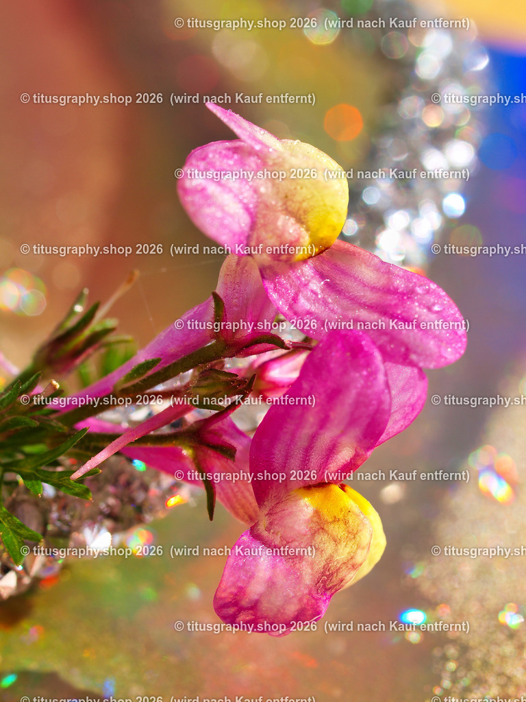 titusgraphy_P9077162-vz-ln | titusgraphy-shop: Geschenkideen mit Qualitätsfotos. titusgraphy-shop: gift ideas with quality photos. titusgraphy-shop: idées cadeaux avec photos de qualité.  - Realisiert mit Pictrs.com