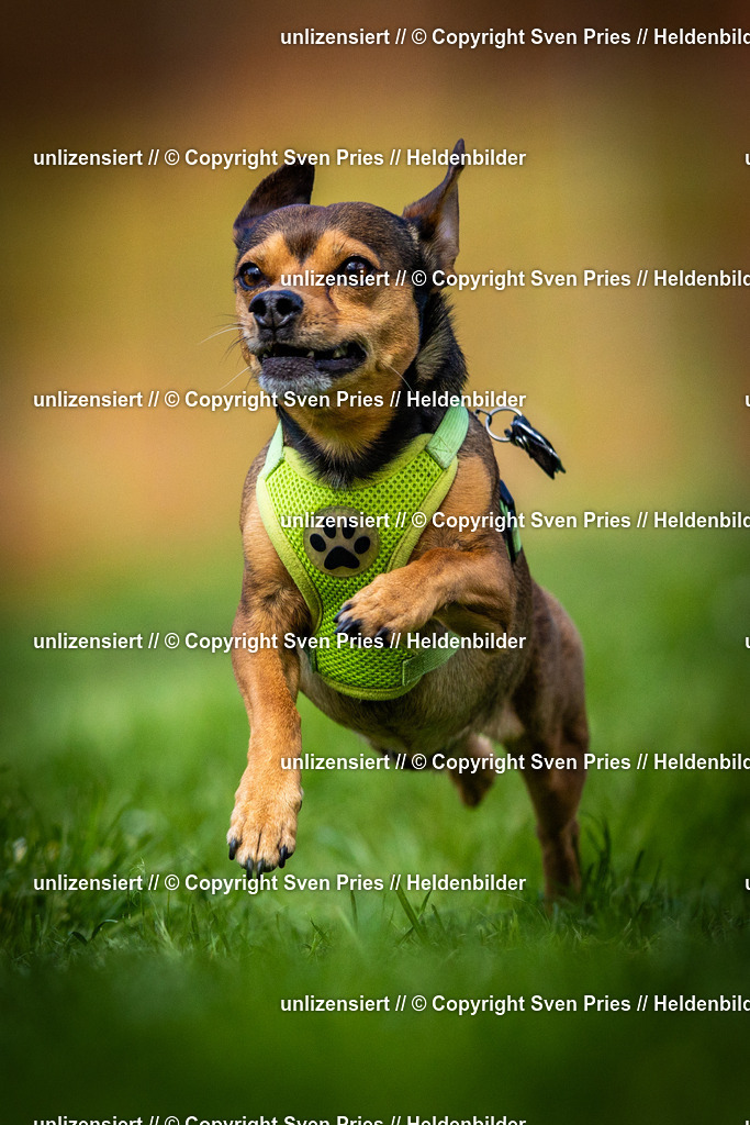 Sven Pries | 2025-04-13 - Hunderennen Baden-Baden - Realisiert mit Pictrs.com