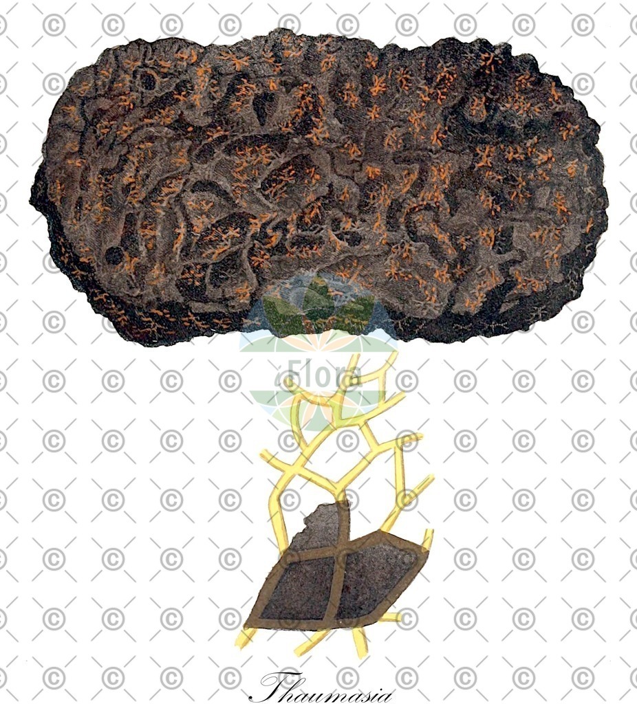 HistAbb_wfo-0000322818_1_ENZY_Simple | Historische Abbildung von Thaumasia - Fucaceae (0) | Historical Illustration of Thaumasia - Fucaceae (0)