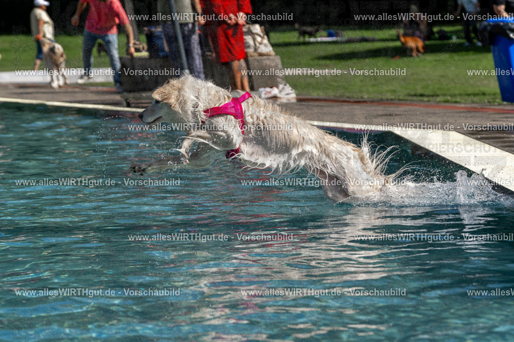 Hundeschwimmen_Volksbad_2026-allesWIRTHgut_Tierfotografie-2609061217-FAY06432 | Professionelle Tierfotografie in Mönchengladbach von Daniel Wirth (allesWIRTHgut). Liebevolle & natürliche Bilder von Hunden & Katzen für unvergessliche Erinnerungen.