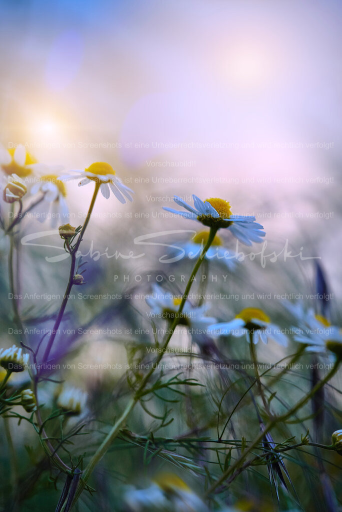 Wandbild Kamille  | People- und Tierfotografie, Imageaufnahmen, Veranstaltungsfotografie und Wandbilder aus der Natur ★ Made in Germany ✔️ Druck + Downloads ✔️ Naturfotografie in Top Qualität ★ schneller Versand, weltweite Lieferung! - Realisiert mit Pictrs.com