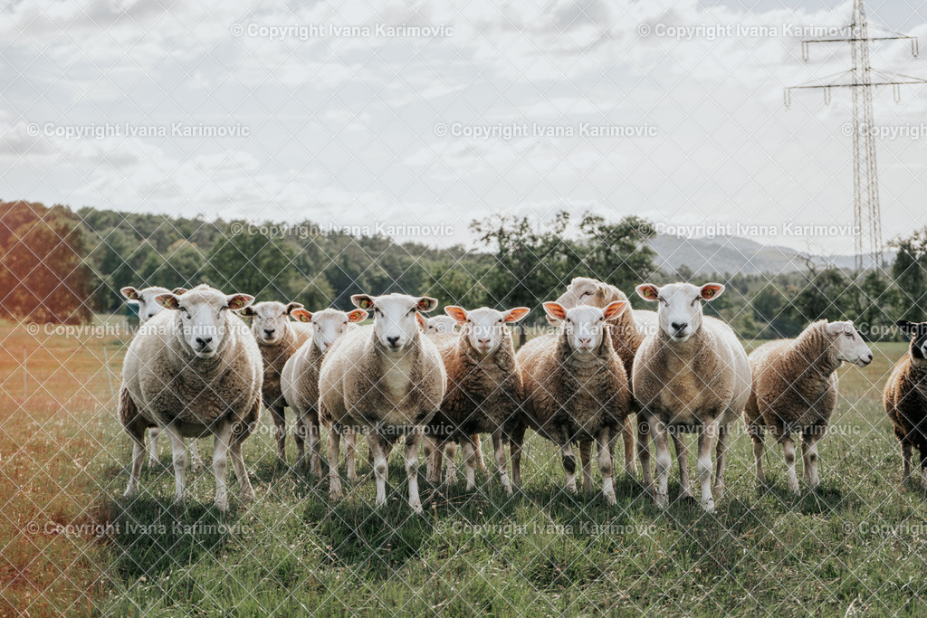 _DSC0996 | ikphotography - Realisiert mit Pictrs.com