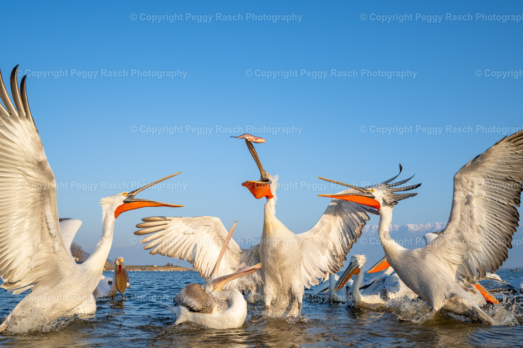 Pelikan_2023 (5) | PeggyRaschPhotography - Realisiert mit Pictrs.com