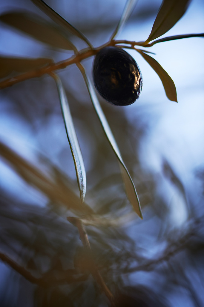 Olive am Baum hängend | Spanien - January 03, 2014: Olive am Baum hängend. - Realisiert mit Pictrs.com