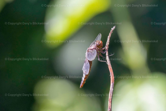 20184 | Tierfotografie, Tierkalender, Tierbilder, Insekten, Spinnen, Vögel, Schmetterling, Libellen, Leinwand, Colorkey, Qualität, Geschenkartikel, Geschenk - Realisiert mit Pictrs.com