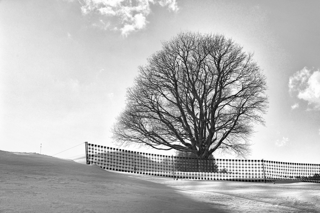 2021_12_07 BRM04686 | bridgeman - Realisiert mit Pictrs.com