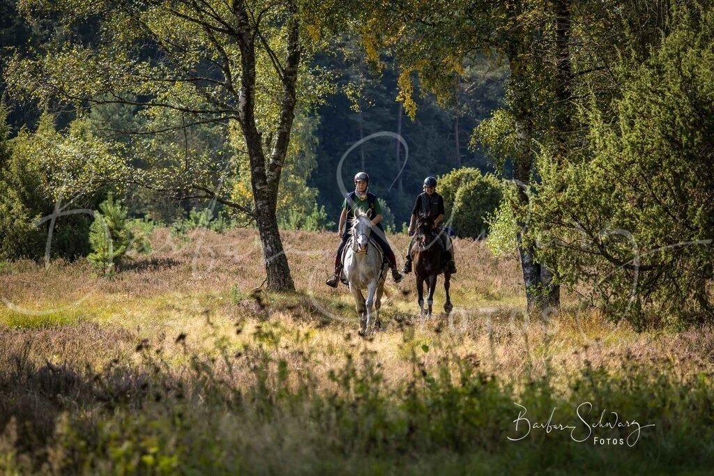 DdLH-WehlenerHeide_2025-09-20_153 | Fotografie, Veranstaltungs-Fotografie, Pferde-Fotografie, Landschafts-Fotografie, Reise-Fotografie - Realisiert mit Pictrs.com