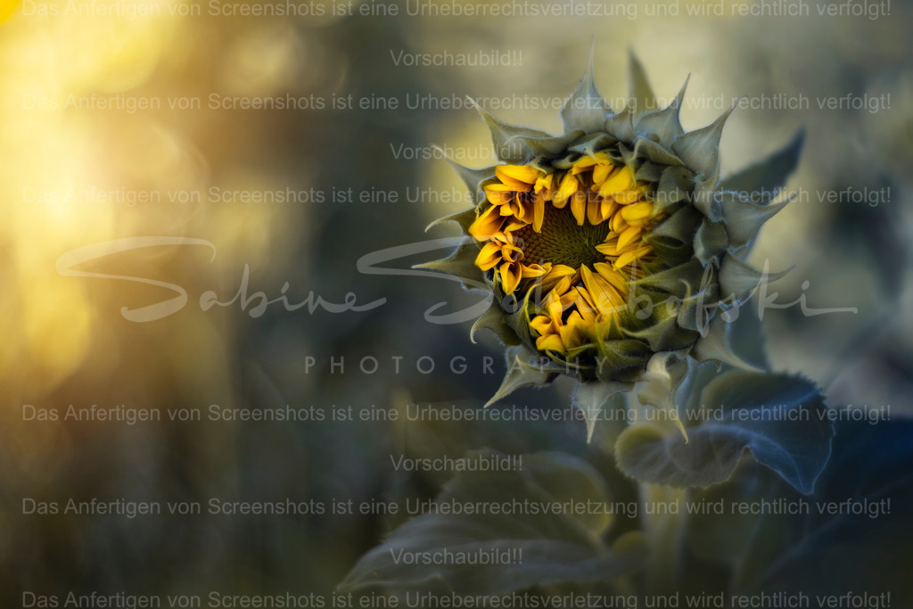 "Die Sonne in unserem Leben kann viele Gesichter haben" | Exklusive Naturfotografie für stilvolle Wanddekoration ★ Premium Wandbilder Made in Germany ✔️ FineArt Drucke & Downloads ✔️ Brillante Farben, höchste Qualität & weltweiter Versand ✔️ - Realisiert mit Pictrs.com