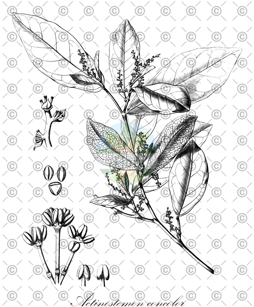 HistAbb_wfo-0000682355_1_ENZY_Simple | Historische Abbildung von Actinostemon concolor - Euphorbiaceae | Historical Illustration of Actinostemon concolor - Euphorbiaceae