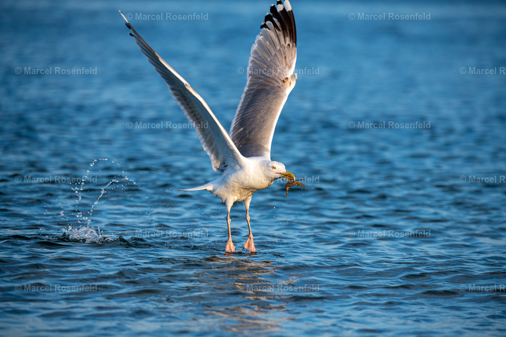 _DSC6007-Verbessert-RR | foto-rosenfeld