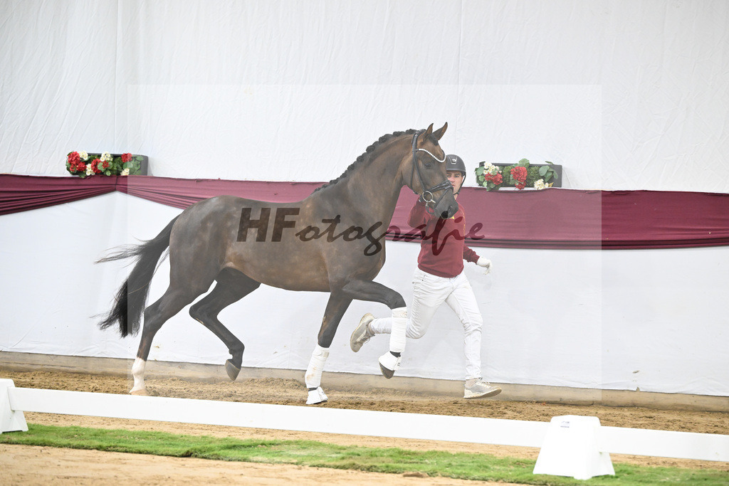 Kat-Nr. 63 Feliciano x Don Martillo_Michaela Rupp_47252388 | hf-fotografie - Realisiert mit Pictrs.com