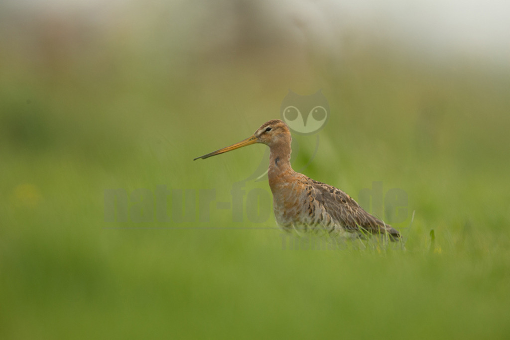 20190426-IMG_1858 | Die Uferschnepfe ist ein langbeiniger, großer und schlanker Schnepfenvogel. Ihr langer Hals und der lange, gerade Schabel sind weitere besondere Merkmale. Bei uns brütet sie vor allem in Norddeutschland in Feuchtwiesen und Niedermooren. Der europäische Verbreitungsschwerpunkt liegt vor allem in Nordosteuropa, an den Küsten der Nordsee und in Island. - Realisiert mit Pictrs.com