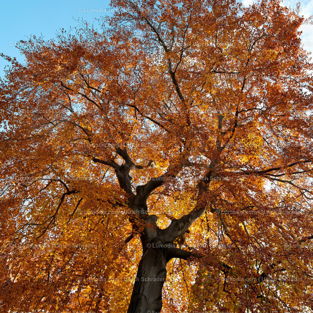 00491-2367 - Herbststimmung | Stockfoto und Bilderpool mit Bildmaterial aus Deutschland, dem Harz, Halberstadt, Quedlinburg, Wernigerode und weltweit. Qualitativ hochwertige und professionelle Fotos anschauen und kaufen. - Realisiert mit Pictrs.com