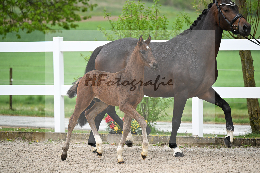 Kat-Nr. 31 HF St. Noble x Sezuan_Fetzer_23261191 | hf-fotografie - Realizzato con Pictrs.com