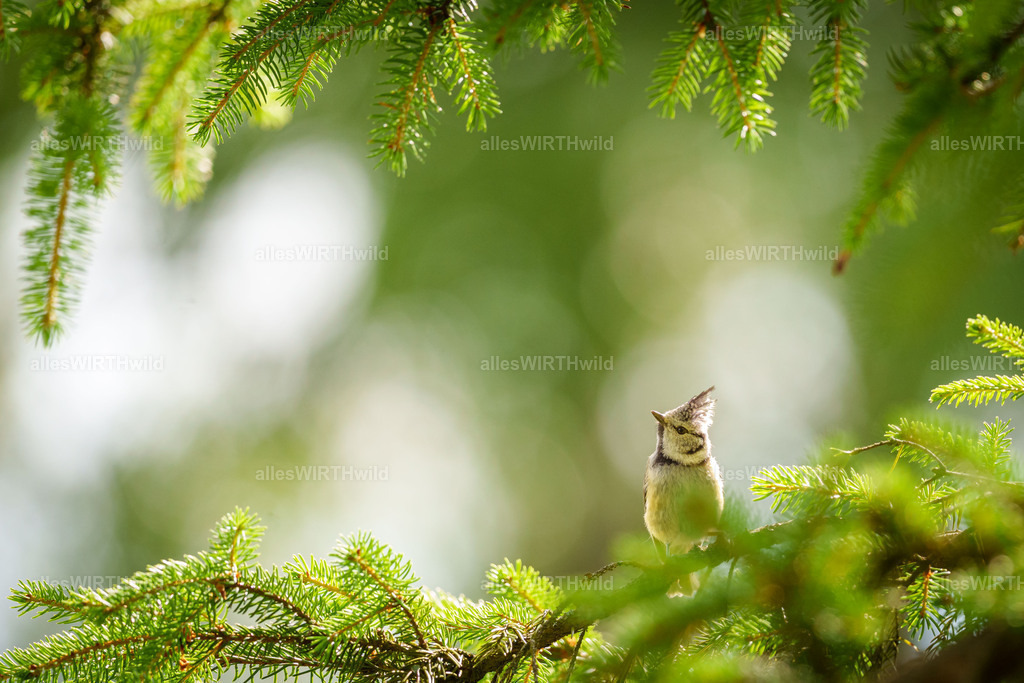 Daniel Wirth - www.allesWIRTHwild.de - Harz - 7IV07588 | Entdecke die faszinierende Welt der Natur- und Wildlife-Fotografie von Daniel und Bärbel. Inspirierende Bilder von wilden Tieren und kleinen Naturwundern.