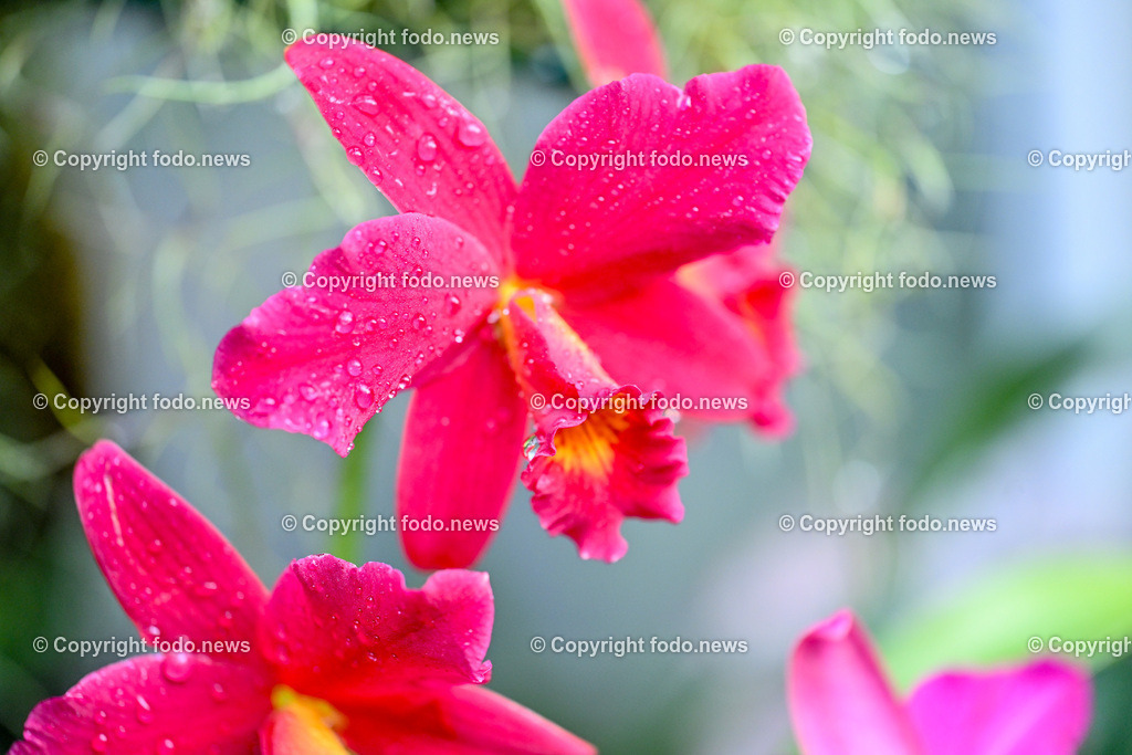 Botanischer Garten Linz_ Orchideen_ 14.04.2024-10 | 14.02.2024, Botanischer Garten Linz, AUT, Orchideen, im Bild Orchidee, Blume, Bluete, Pflanze, Tropenhaus, tropisch, Farbe, exotisch, bunt, Flora, Natur