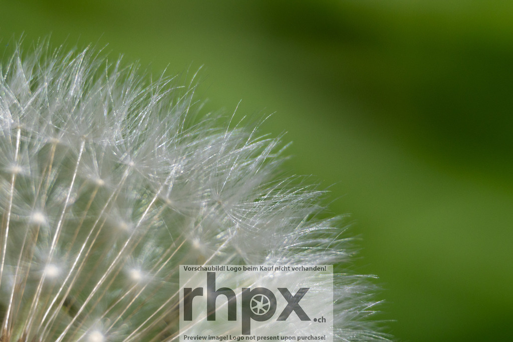 Löwenzahn-Makro im Detail | <p><strong>Struktur. Feinheit. Natur.</strong></p>
<p>Diese Makroaufnahme zeigt die beeindruckende geometrische Perfektion eines Löwenzahns aus nächster Nähe. Die filigranen Samenstände heben sich kontrastreich vom sanften Grün des Hintergrunds ab und machen die verborgene Schönheit alltäglicher Naturwunder sichtbar.</p>
<p>Wähle unter "Produktauswahl" dein Wunschformat: Vom klassischen Wandbild über Puzzle & Tassen bis zum digitalen Download (z.B. als Handy-Hintergrund).</p>
<br> - Realisiert mit Pictrs.com