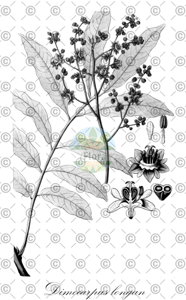HistAbb_wfo-0000647896_1_ENZY_Simple | Historische Abbildung von Dimocarpus longan - Sapindaceae | Historical Illustration of Dimocarpus longan - Sapindaceae