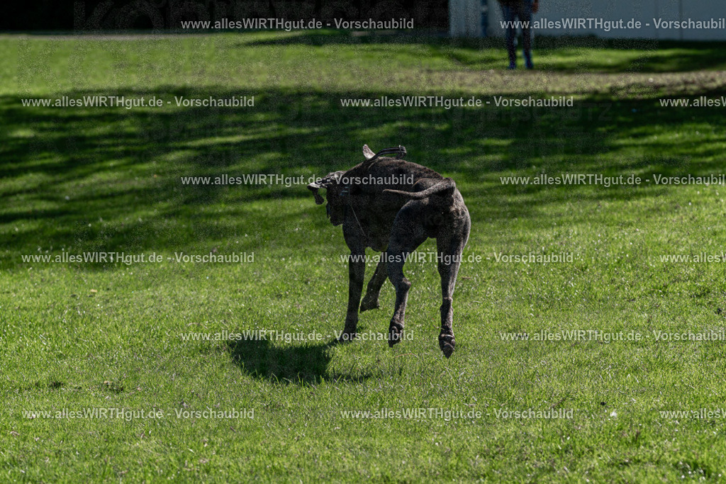 Hundeschwimmen_Volksbad_2026-allesWIRTHgut_Tierfotografie-2609061139-FAY06277 | Professionelle Tierfotografie in Mönchengladbach von Daniel Wirth (allesWIRTHgut). Liebevolle & natürliche Bilder von Hunden & Katzen für unvergessliche Erinnerungen.
